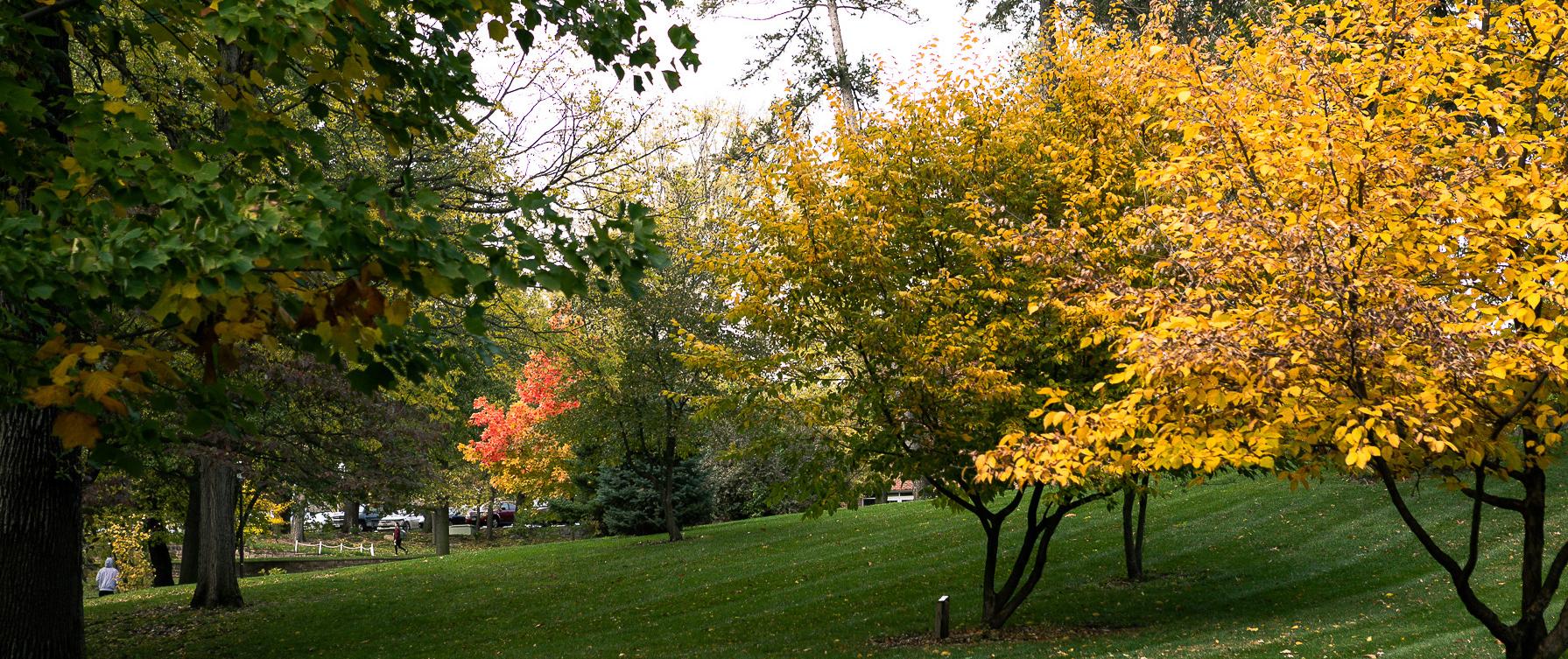 Trees on Doane Crete Campus